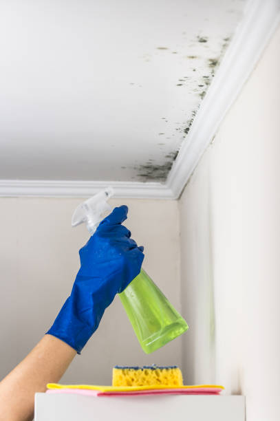 Best Specialized Mold Remediation in Springfield, KY